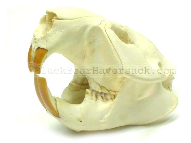 Beaver Skull
