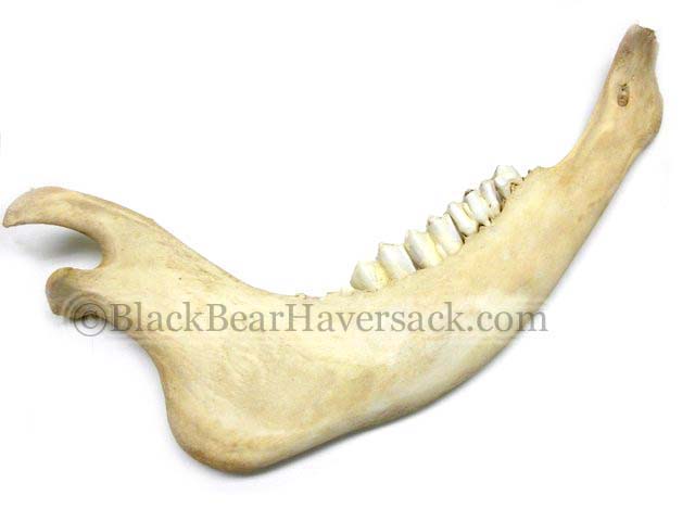 Buffalo Jaw Bone