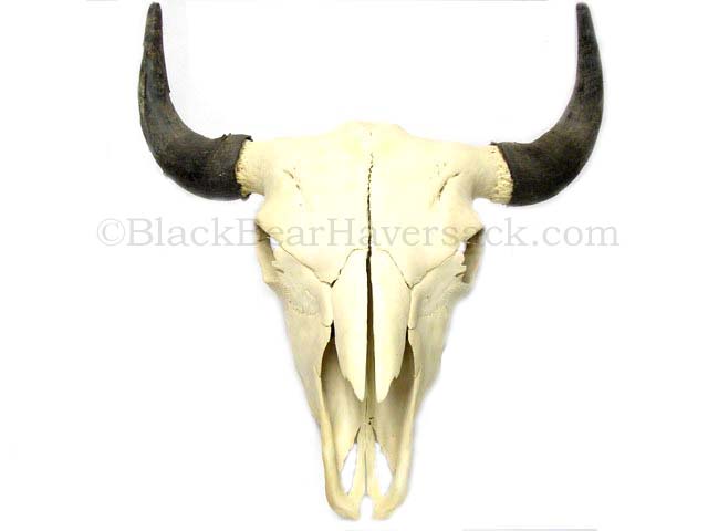Animal Bones and Parts