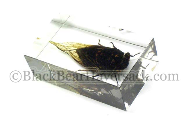 Cicades Paperweight