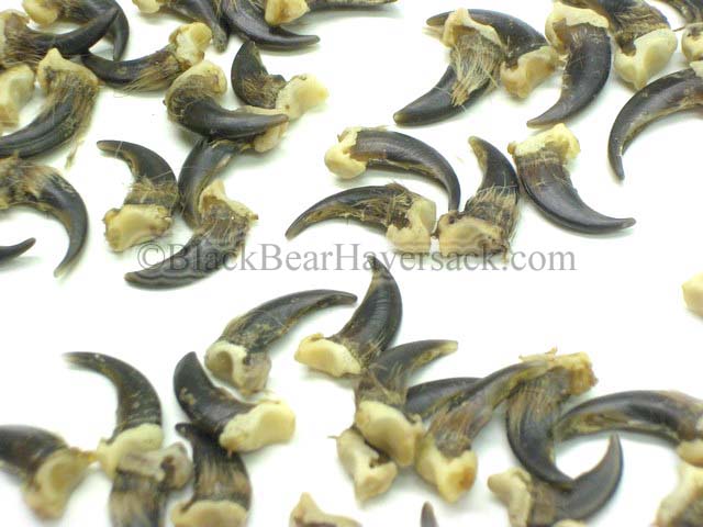 Coyote Claw Coyote Claw