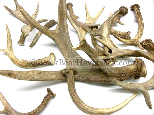 Deer Antlers