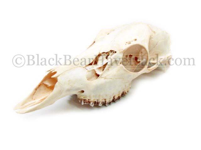 Deer Skull