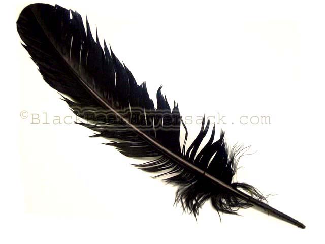 Turkey Feathers Turkey Feathers