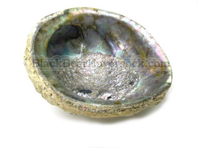 Abalone Shell