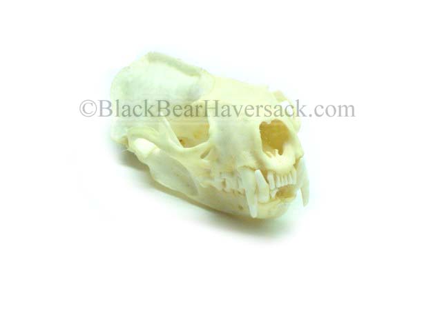 Mink Skull Mink Skull