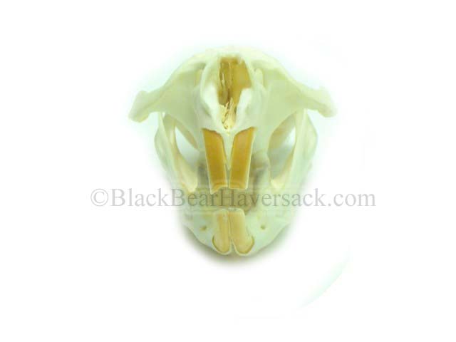 Muskrat Skull