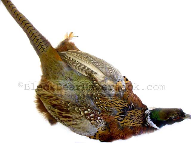 Pheasant Feathers