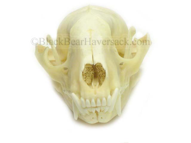 Raccoon Skull Raccoon Skull