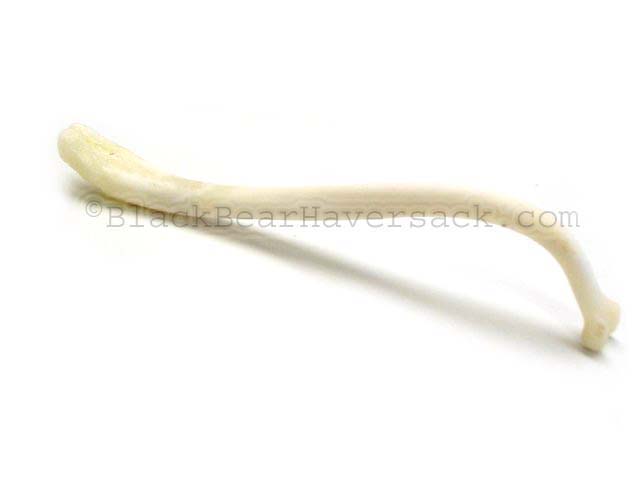 Raccoon Bone