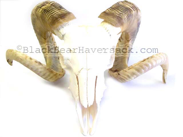 Animal Skulls Animal Skulls