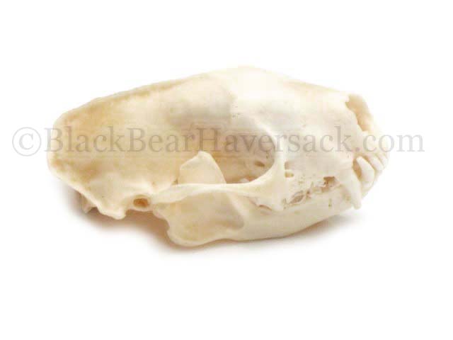 Skunk Skull Skunk Skull